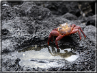 foto Flora e la fauna della Isole Galapagos